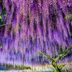 あしかがフラワーパークで大藤、白藤が満開！1.2万人が震えた光のカーテンが咲き誇る