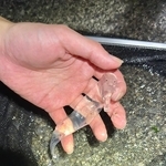 これが「巻貝」だなんて…（画像提供：かとたくさん）