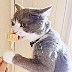 まるで人間！？ アイスを引き寄せて食べるしらたまくん（画像提供：わがやのねこさん）