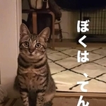 テンくんは、飼い主さんの人生を変えた存在（テンくんの飼い主さん、Instagramよりキャプチャ撮影）