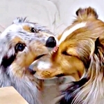 「食われてるｗ」姉犬が妹犬のマズルをハムハム！？ 「こんなん笑うわ」「どういうクセ？」2.7万いいね