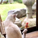 窓ごしに「あなた…だれ？」猫とニワトリが見つめ合う初対面の瞬間　「君の名は」「未知との遭遇」と反響、2.3万いいね