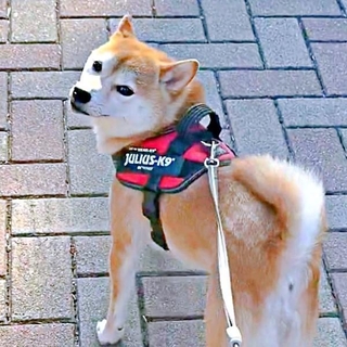 1カ月ぶりの再会シーンが話題になった琴ちゃん（画像提供：Yastinさん）