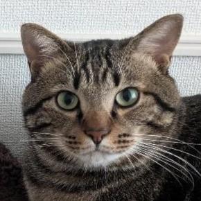 すっかり家族の一員になった元野良猫のぞみくん※画像をトリミングしています