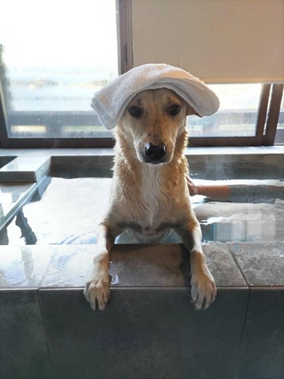 犬も入れる温泉に浸かるゆうたくん（写真はすべてご家族様提供）