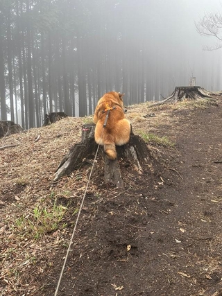 こんなところで「拒否柴」発動！（画像提供：岳 柴犬 さん）