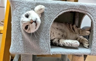 写真展「ねこがかわいいだけ展」に参加したこともある、自慢の愛猫
