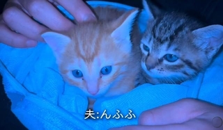 息子さんが連れてきた子猫たち（「けいちゃん⌇お家大好き51歳母」さん提供、Instagramよりキャプチャ撮影）