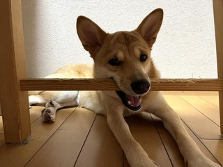 未熟児から立派に成長したふぅちゃん