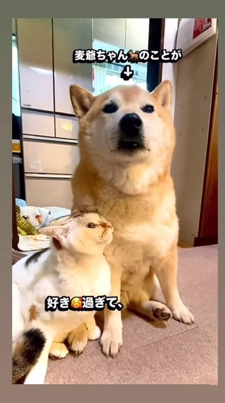 柴犬・麦太郎くんのことが好き過ぎるという三毛猫・可憐ちゃん（ぽしょこさん提供、Instagramよりキャプチャ撮影）