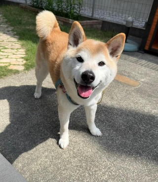 笑顔でママを出迎える福丸くん（画像提供：福丸さん）