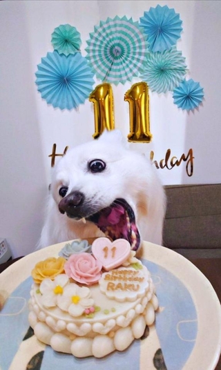 「ケーキと笑顔、撮りたかった」 飼い主さんの期待を裏切る大胆ショットを披露した楽くん（画像提供：くーさんママさん）