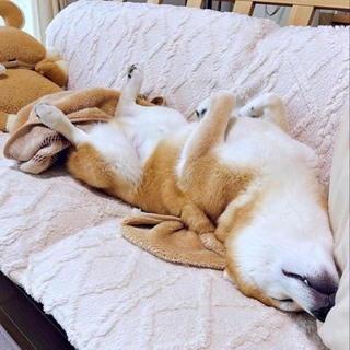 ソファでへそ天になって眠る豆次郎くん（画像提供：しばわんこさん）