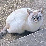 今から3年前、保護する前のふぅさん（画像提供：北田千尋さん）