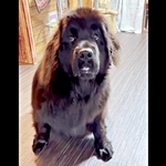 「よし」では動かず→「よぉぉしぃ！」でやっと食べる大型犬　謎ルールに「のど、つぶれそう（笑）」「ふたりともかわいい」爆笑続出