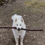「木を持ち帰りたい犬 VS 置いて帰ってほしい飼い主」のドッグラン帰宅時の攻防！この後どうなった？「フェイント入れるの賢い」  
