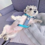 犬「お散歩、嫌すぎる…」→「せや！ こうしたら…」犬が見せた予想外の行動に爆笑「これは最高の抗議」「かわいすぎるう」