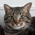 「この子がいない生活は考えられません」ガリガリに痩せこけた子猫が駐車場でスリスリ…保護から1年後の“安心した姿”が尊い！