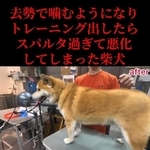 きれいになりました！（「Dog サロン　palm」さん提供、Instagramよりキャプチャ撮影）