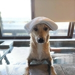 犬も入れる温泉に浸かるゆうたくん（写真はすべてご家族様提供）