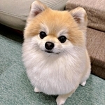現在のそるくん。生後2カ月の頃の保険証写真が話題に（画像提供：ぷりてぃーぬさん）