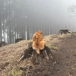 登山中に山で「拒否柴」……全力で切り株にしがみつく背中に爆笑、この後どうなった？