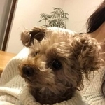 「もう一度抱きしめたい」ペットロスに苦しむ人へ　納棺師が手掛ける愛犬のぬいぐるみ　母の看取りや愛犬の急死から学んだ喪失への寄り添い