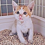 アスファルトで火傷した瀕死の子猫　先住猫の「にゃーお！」で無事に保護　10カ月で体重6kgのビッグでやんちゃな“弟猫”に成長