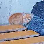 保護した小さな“手乗り猫”→心安らかな日々で5年後ビッグに変貌　魚の開きならぬ猫の開き状態で爆睡「もう野生に戻れない」笑