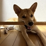 未熟児から立派に成長したふぅちゃん
