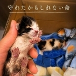全身傷だらけの子猫たちを保護したが…（高村さん提供、Instagramよりキャプチャ撮影）