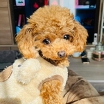 まるで「サザエさんの家」　爆走スイッチが入った愛犬、ハウスごとゴロン！「家が吹っ飛んだ！」「想像と違う移動で爆笑」