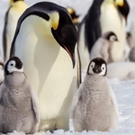 エンペラーペンギン※画像はイメージです（Danita Delimont/stock.adobe.com）