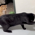 猫パンチ（なごさん提供）