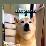 柴犬・麦太郎くんのことが好き過ぎるという三毛猫・可憐ちゃん（ぽしょこさん提供、Instagramよりキャプチャ撮影）