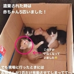 1番左の茶白の子がいなくなっていたという（「NPO法人愛Cat」さん提供、Instagramよりキャプチャ撮影）