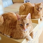 「見ると幸せになれるハート」のつもりで愛猫の写真を送ったら→返ってきた言葉はまさかの…！？ 的確すぎる指摘に10万人が感心＆爆笑