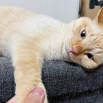 「寝方が人間そのもの」当たり前のようにお布団で眠る猫　毛布を首元までしっかり…「完全に自分のベッド」「なんてかわいいの」