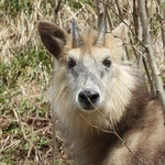 カモシカが柵にドーン！…振り返って「今の見た？」逃げようと必死の野生動物、ドライバーは「焦らなくていいから」その後どうなった？