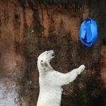 広さ3倍、豪華バックヤード付き！ 天王寺動物園の新ホッキョクグマ施設が今夏オープン　主役ホウちゃん「おもちゃ持参」で引っ越しへ