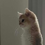 「猫って立つんだ」約20秒ふらつかず二本足で立つ猫　飼い主も「寝ぼけていたので幻覚かなと」