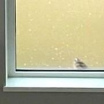春になると、朝5時から窓をコンコン突きにくる鳥　CDも紐も無視され3年目…カラスや鷹の置物は「自分たちがびっくりしそう」で断念