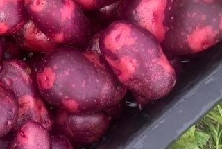 これはなに！？　デストロイヤーという品種だそう＝群馬の25歳農家ぶんばい（AYUMI FARM TAKASAKI）さん提供