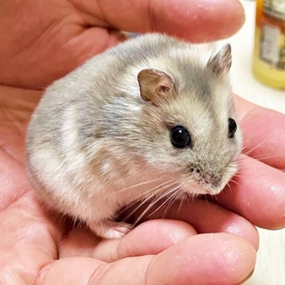 「食べ放題」姿が大反響を呼んだプルャくん（画像提供：えだまめさん）