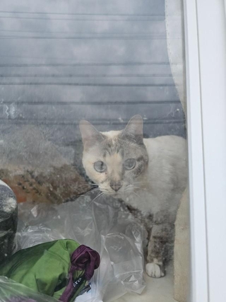 相談のきっかけは「無人の家の窓際に猫がいる」という連絡（「ちまきなころんINよねっこはうす」さん提供）
