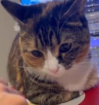 みっちゃんが座っているのは…（飼い主さん提供、Instagramよりキャプチャ撮影）※画像はトリミングしています