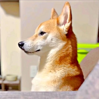 約束が違う…怒って目を合わせてくれない虎徹さん（画像提供：柴犬 虎徹さん）
