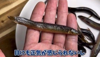 乾いて動かなくなったが…（「エマスちゃんねる  EMAS CHANNEL」さん提供、Instagramよりキャプチャ撮影）※画像はトリミングしています
