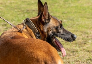 ジャーマン・シェパードの警備犬※画像はイメージです（kino1200/stock.adobe.com）
