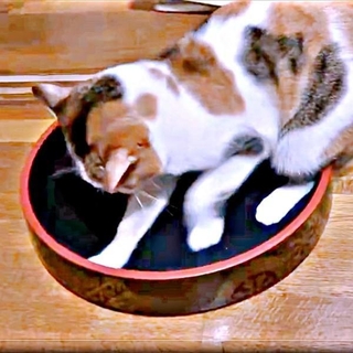 「こんなはずじゃ…」 寿司桶を目にしたくーちゃんの反応が話題に（画像提供：海老沼みなみさん）